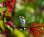 2020 09 13 LongFellowGardens 022